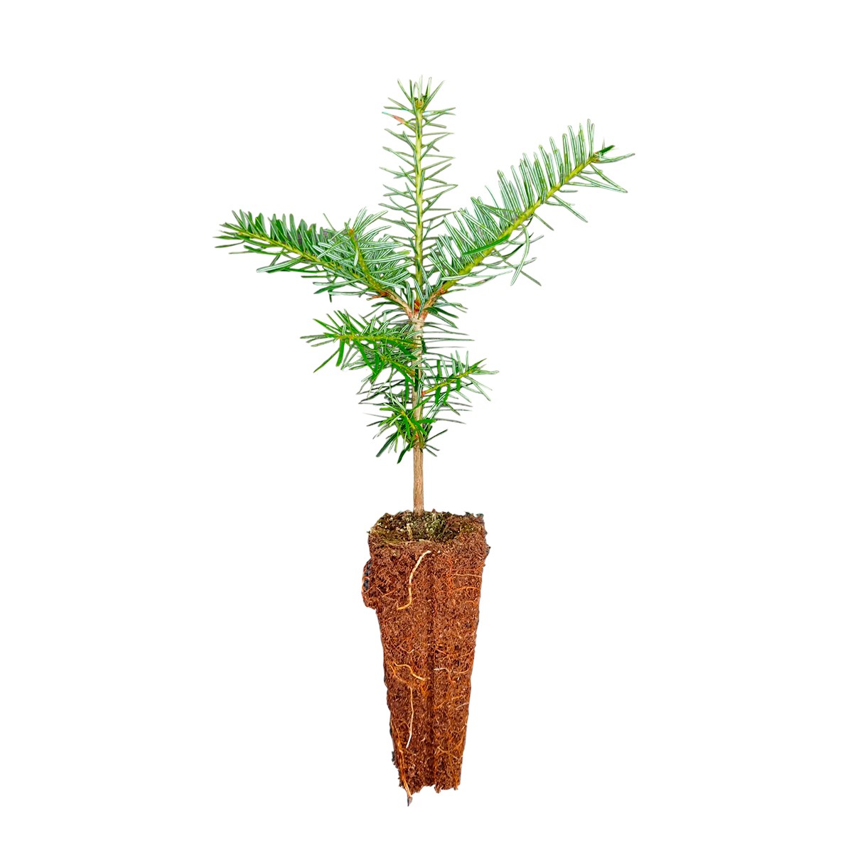 Pinus nigra - Quickpot24 - 2-årig 20 - 30 cm - Sort fyrretræ